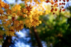 Nature-15