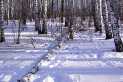 Nature-18