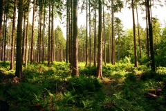 Nature-2
