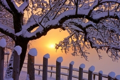 Nature-20