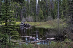 Nature-6